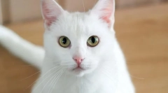 Как да наричаме котка момиче?